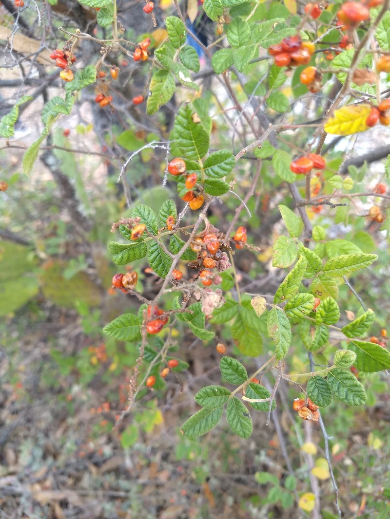 Rhus rubifolia photo 7