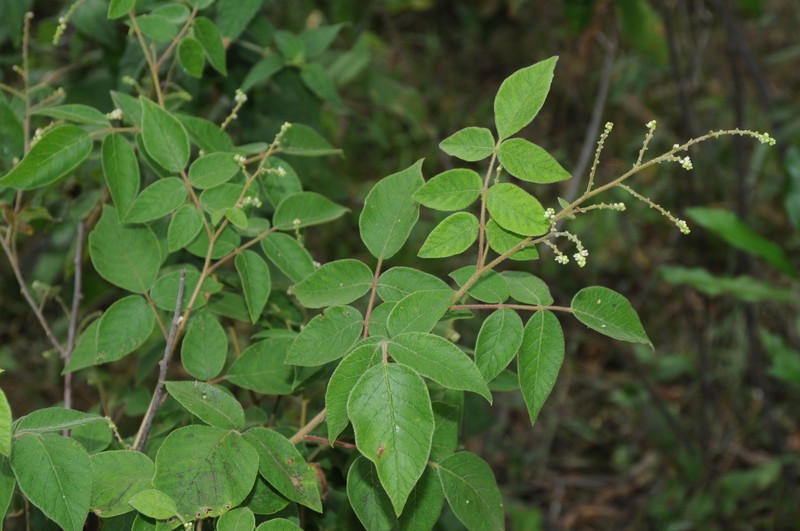 Rhus rubifolia photo 8