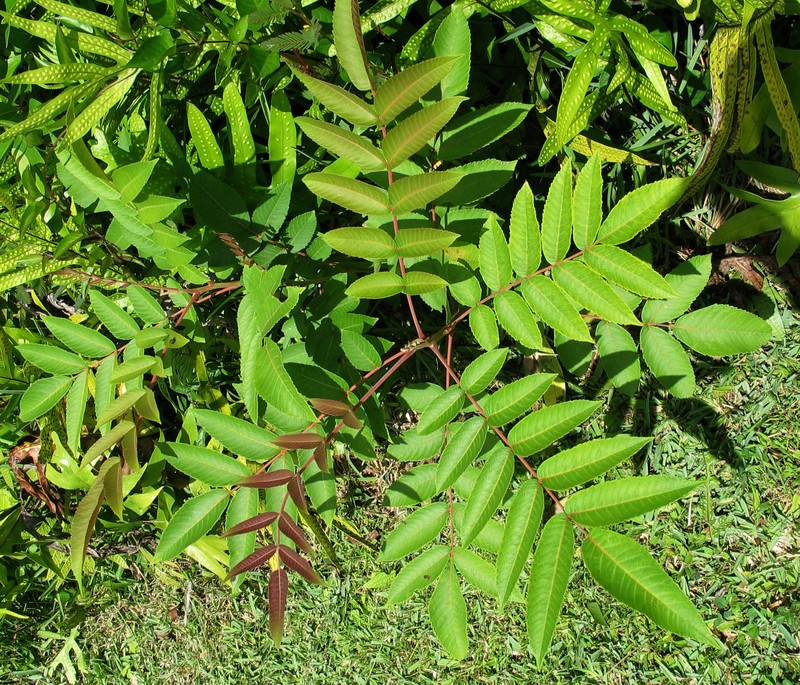 Neneleau photo 6