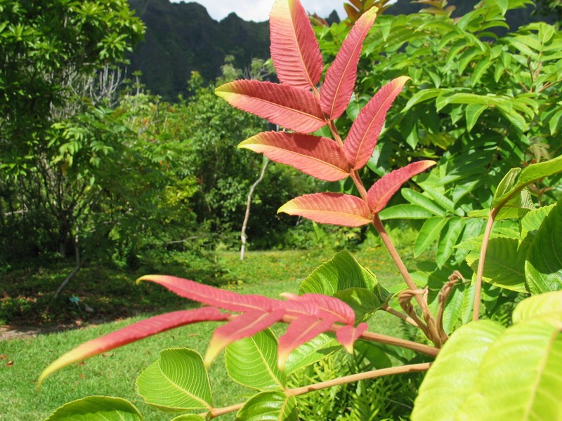 Neneleau photo 2