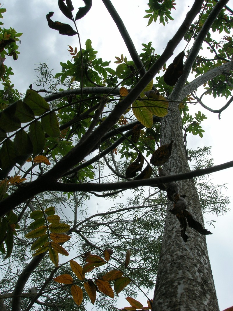 Neneleau photo 4