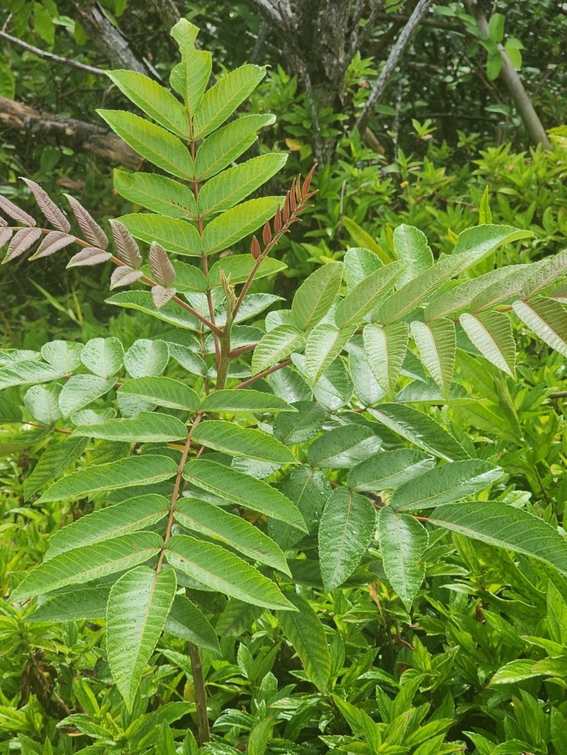 Neneleau photo 3