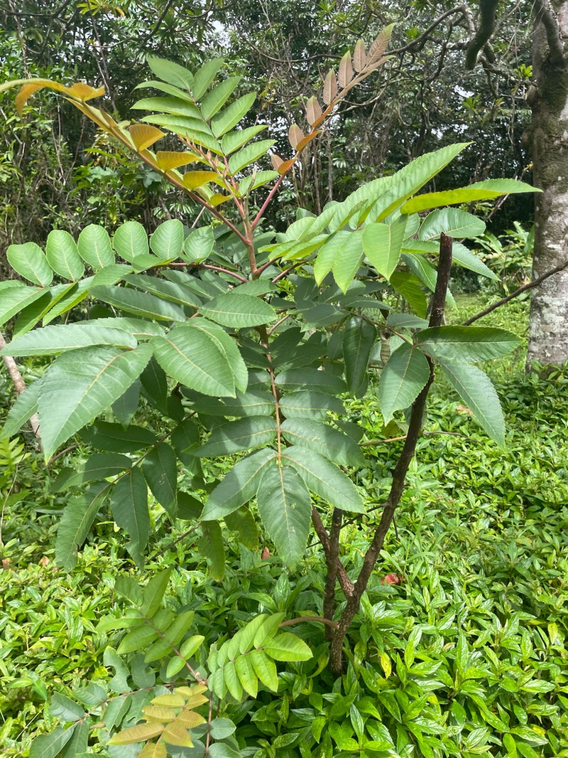 Neneleau photo 7