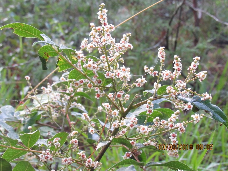 Rhus schiedeana