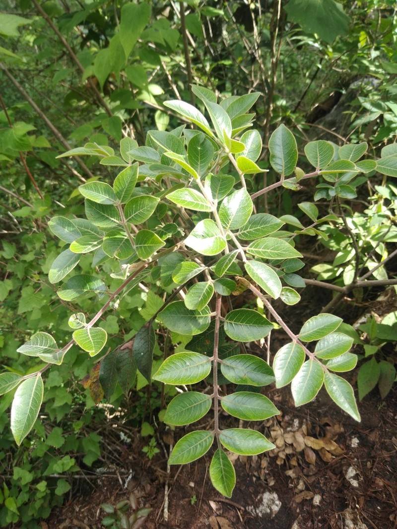 Rhus schiedeana photo 2