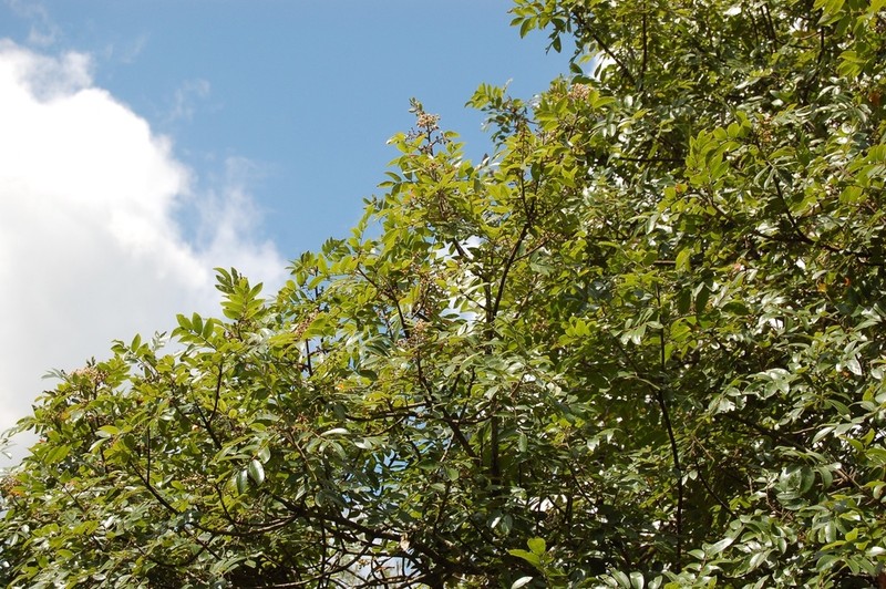 Rhus schiedeana photo 3
