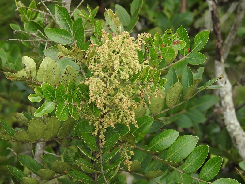 Rhus schiedeana photo 4