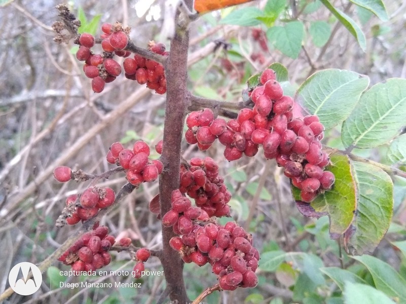Rhus schiedeana photo 5