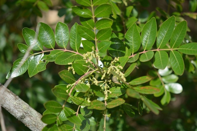 Rhus schiedeana photo 6