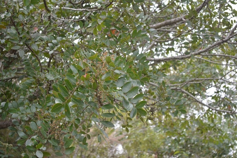 Rhus schiedeana photo 7