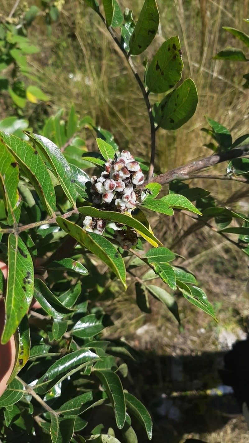 Rhus schiedeana photo 8