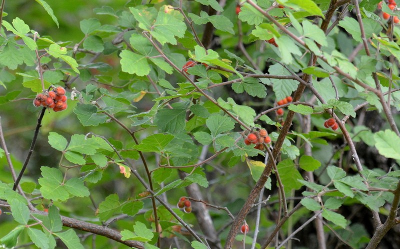 Rhus schmidelioides