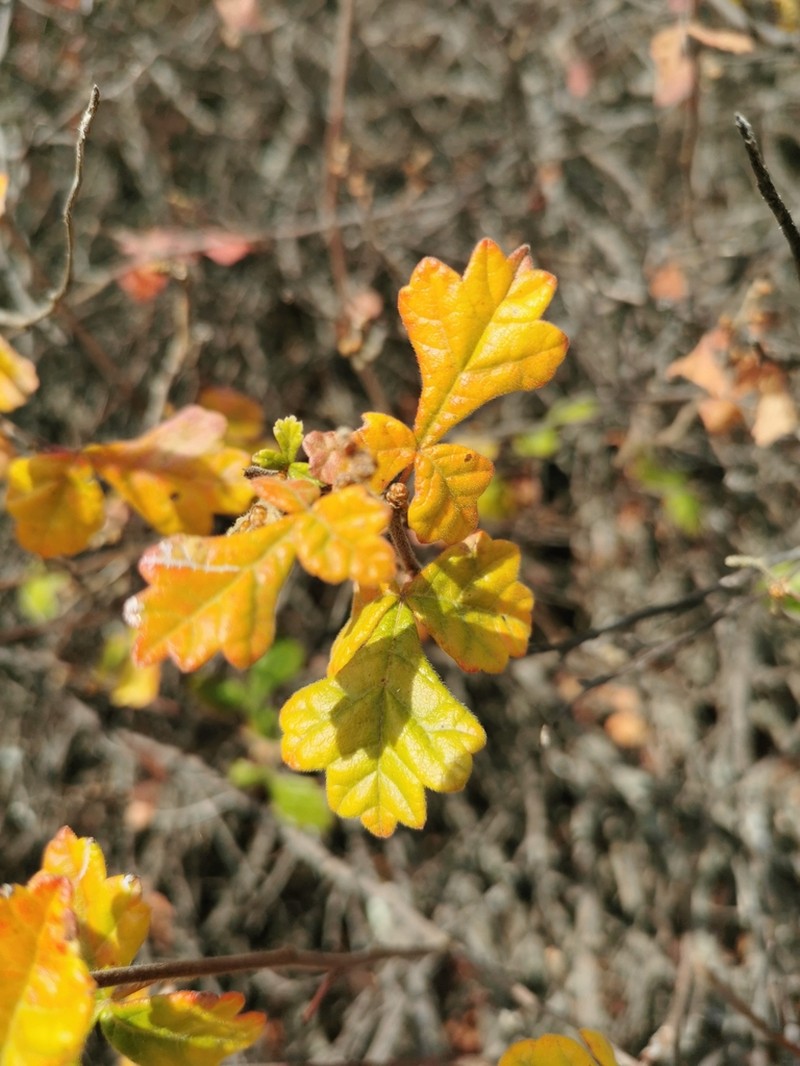 Rhus schmidelioides photo 2