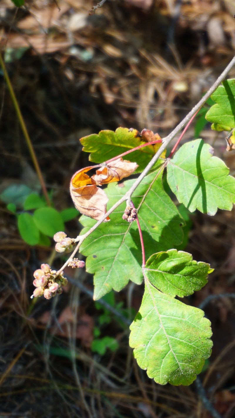 Rhus schmidelioides photo 6