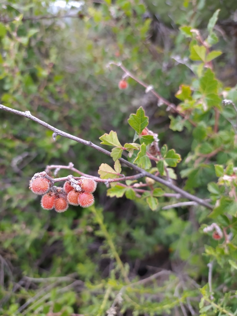 Rhus schmidelioides photo 7