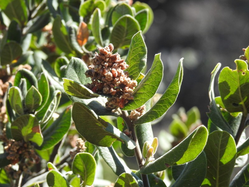 Rhus standleyi photo 2