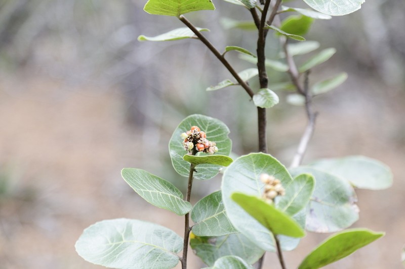 Rhus standleyi photo 3
