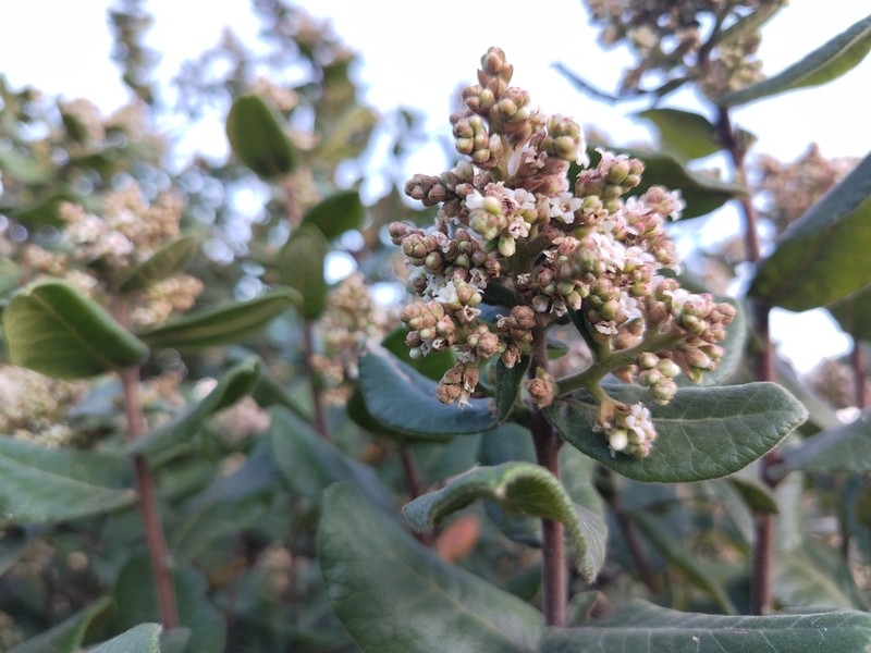 Rhus standleyi photo 4