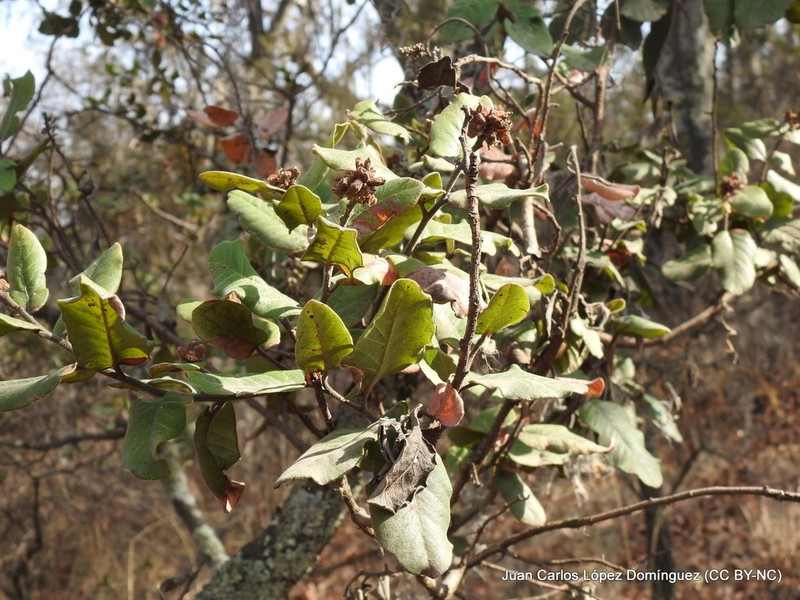 Rhus standleyi photo 5