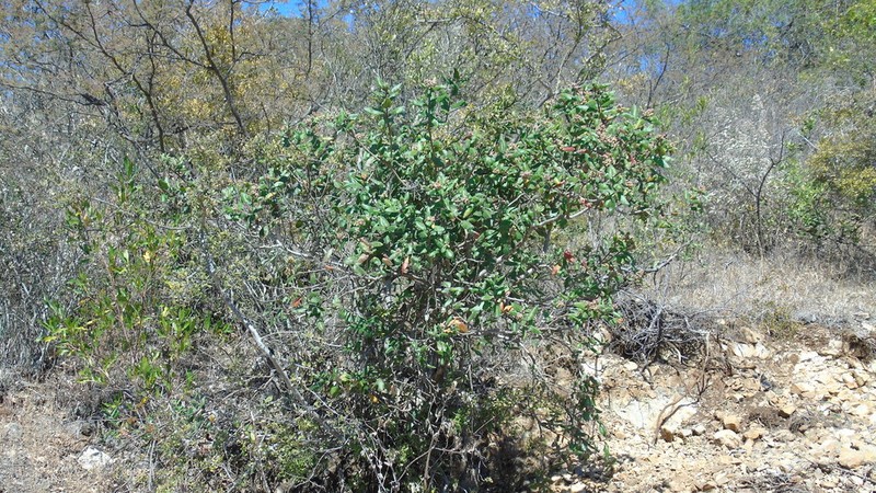 Rhus standleyi photo 6
