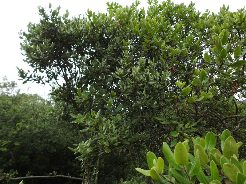 Rhus standleyi photo 7