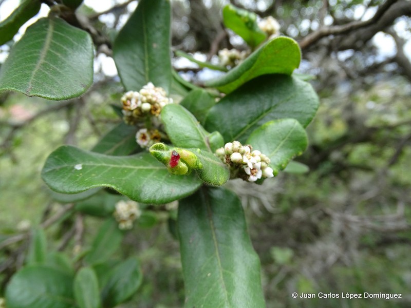 Rhus standleyi photo 8