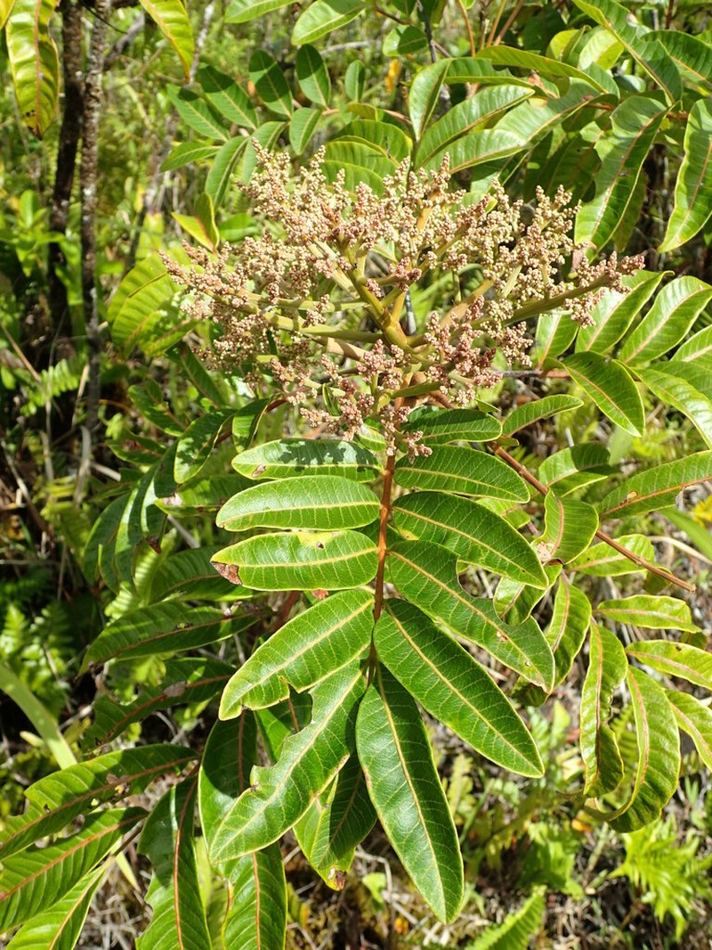 Rhus taitensis photo 2