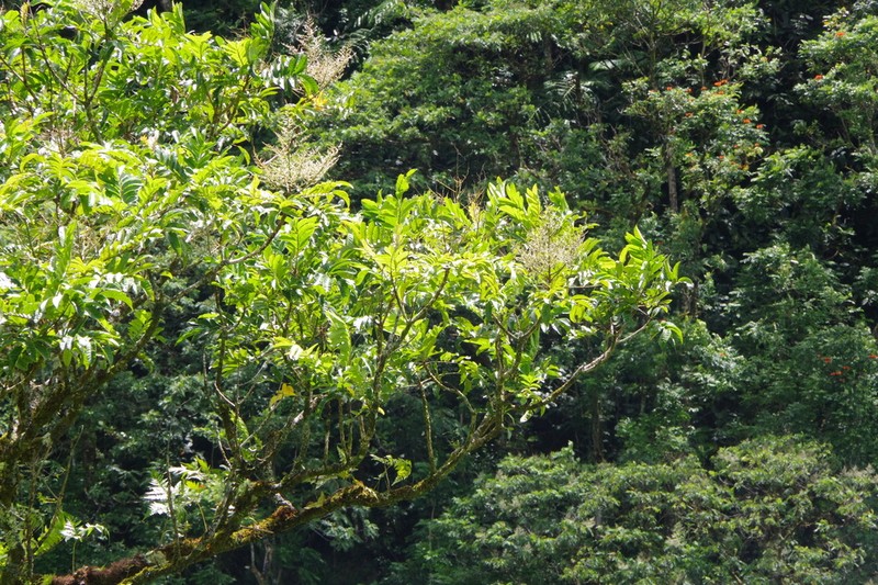 Rhus taitensis photo 3