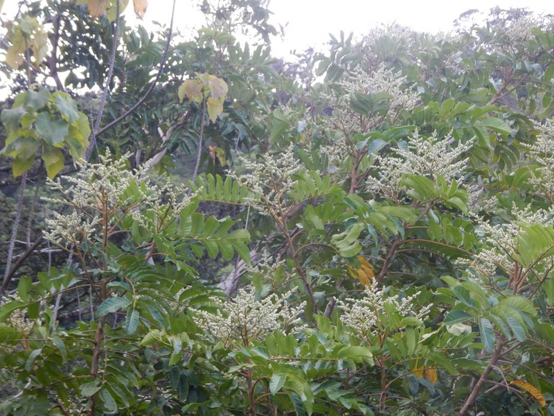Rhus taitensis photo 4