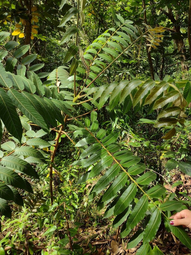 Rhus taitensis photo 5