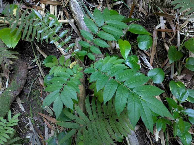 Rhus taitensis photo 6