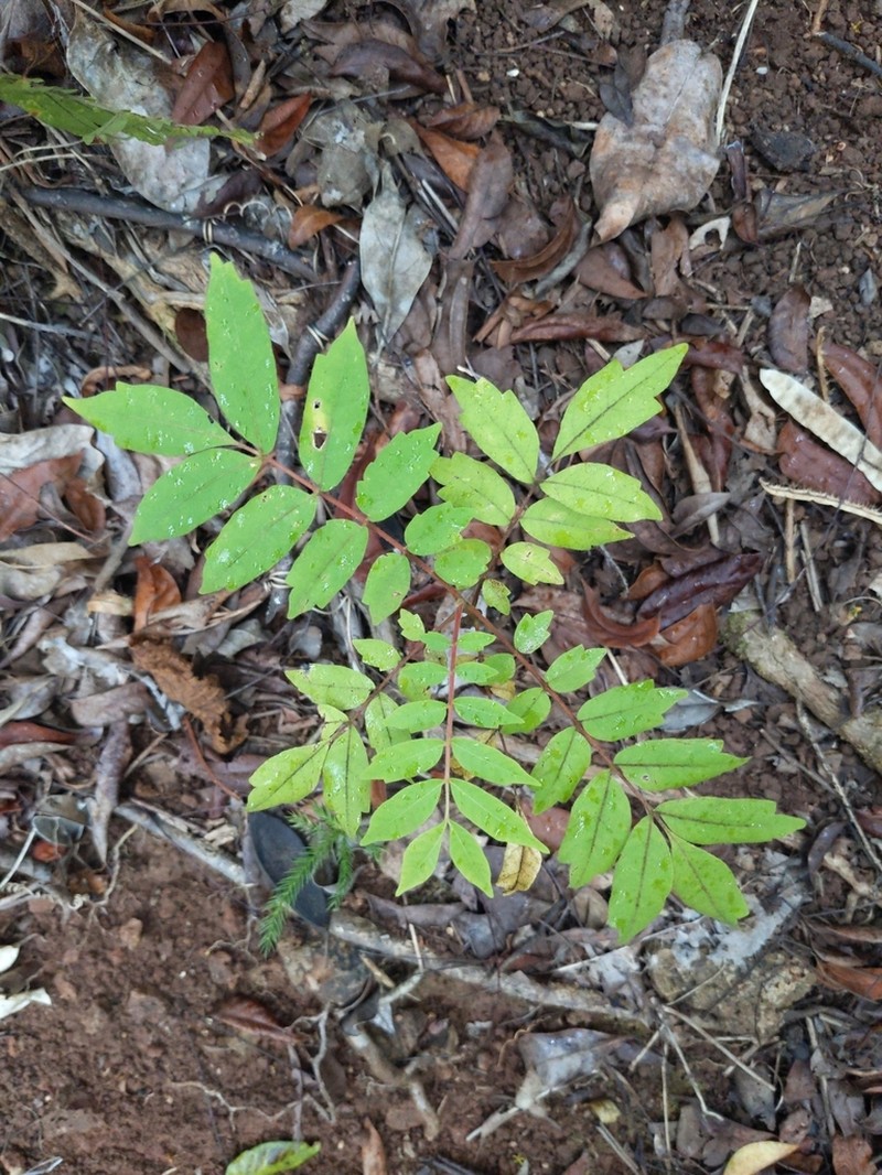 Rhus taitensis photo 7