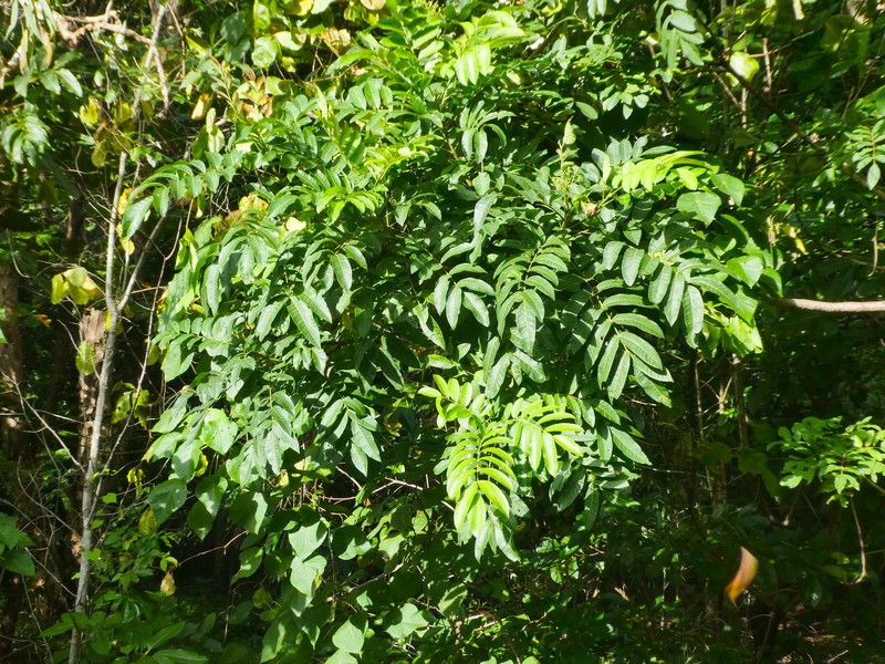 Rhus taitensis photo 2