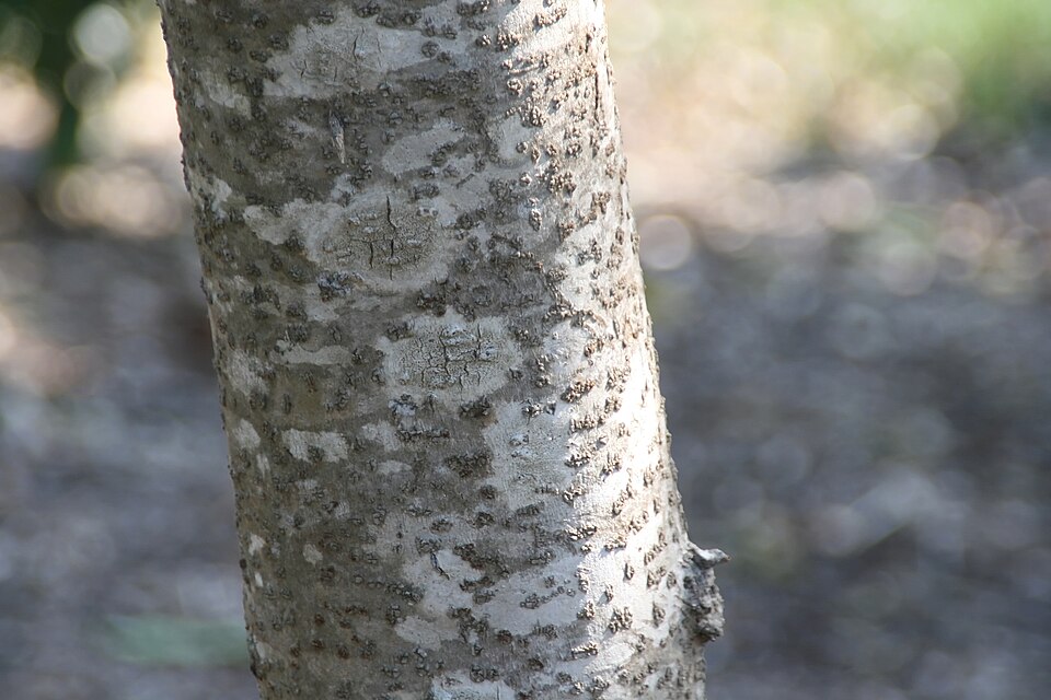 Rhus taitensis photo 3