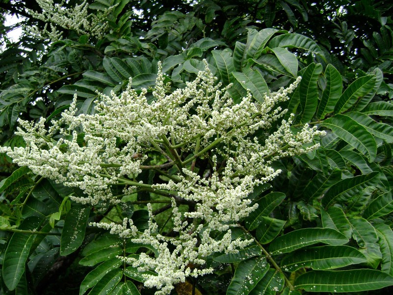 Rhus taitensis