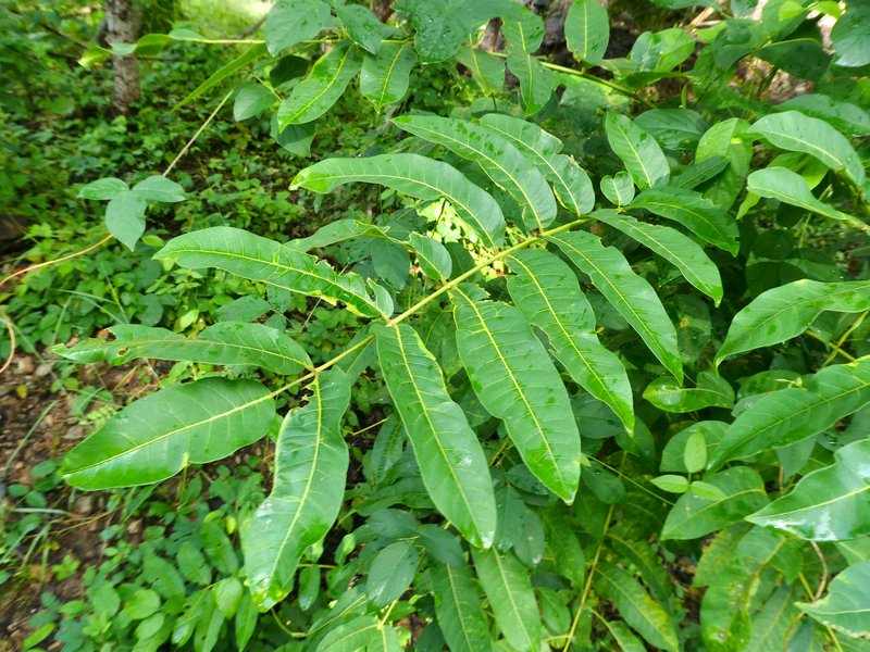 Rhus taitensis photo 5