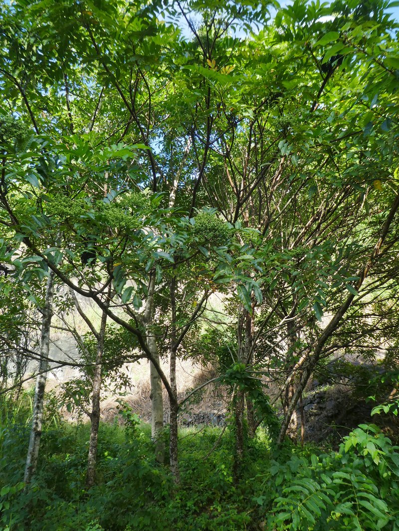 Rhus taitensis photo 6