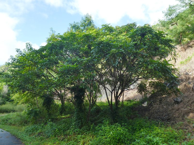 Rhus taitensis photo 7