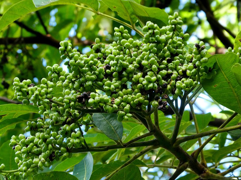 Rhus taitensis photo 8