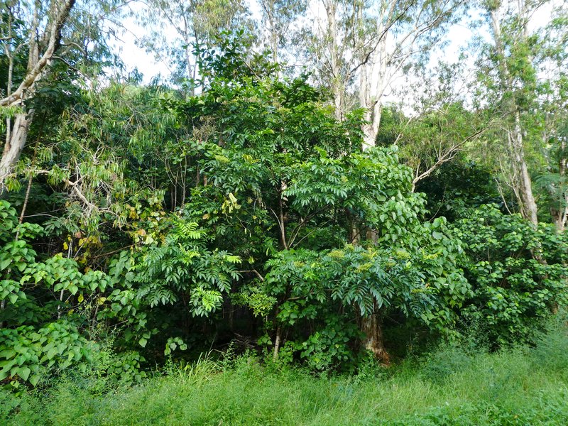 Rhus taitensis photo 9