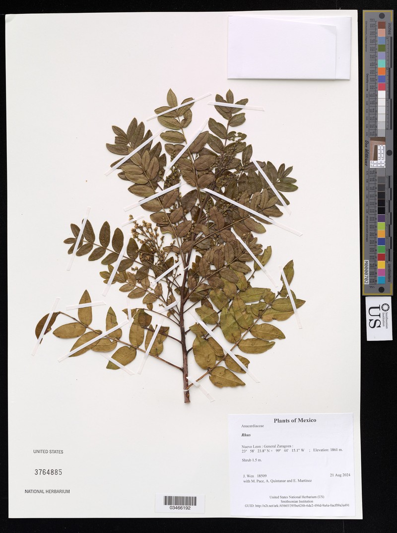 Rhus tamaulipana