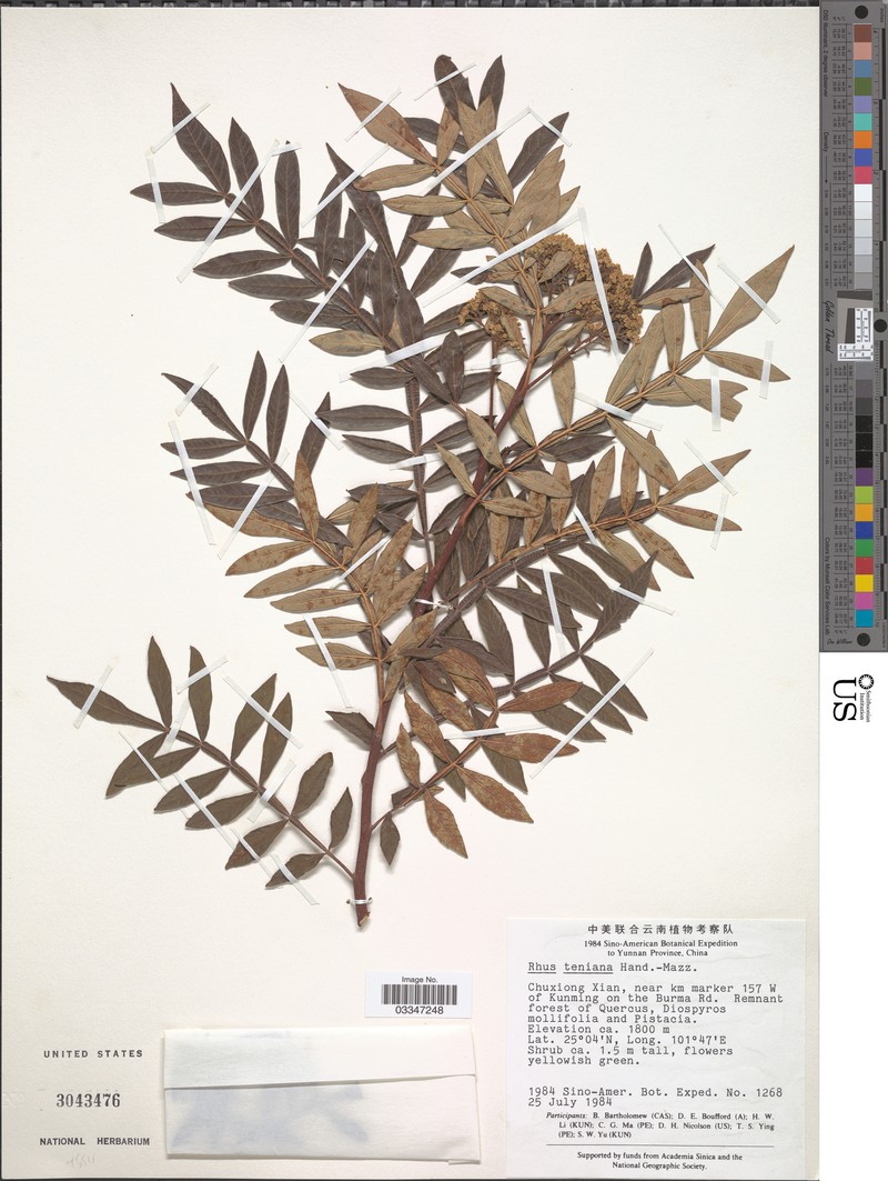 Rhus teniana