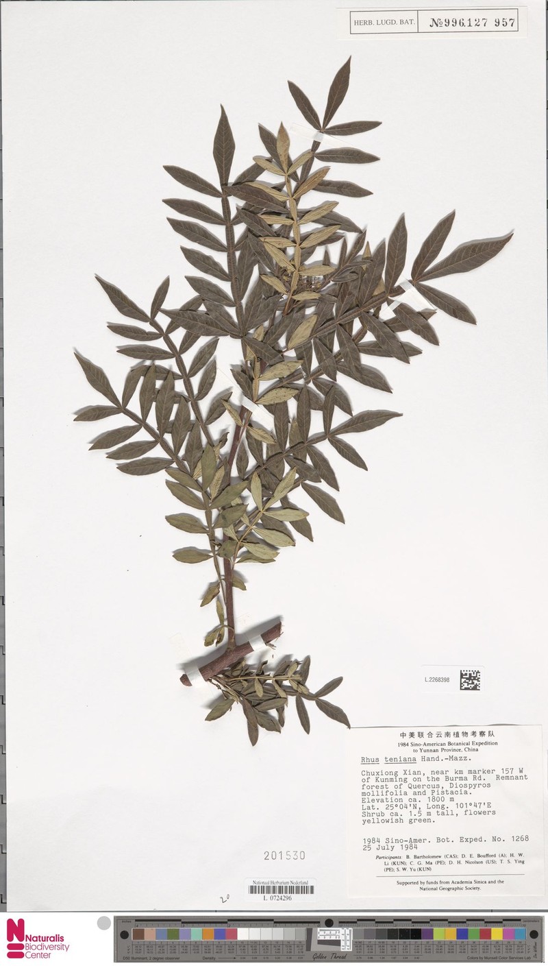 Rhus teniana photo 2