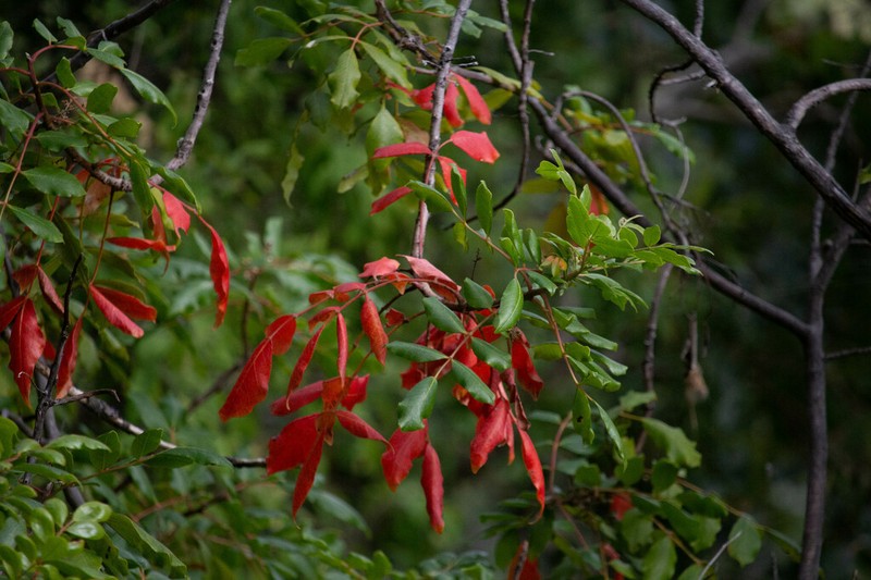 Rhus tepetate