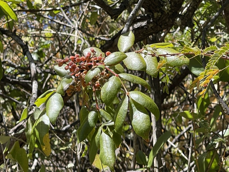 Rhus tepetate photo 2