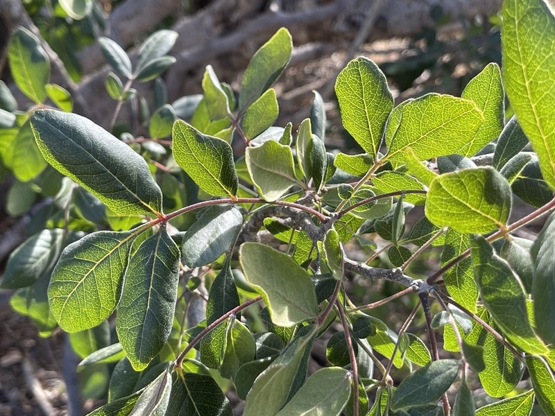 Rhus tepetate photo 3