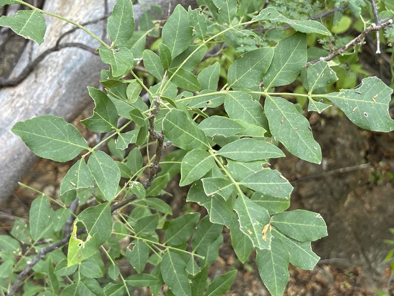 Rhus tepetate photo 4