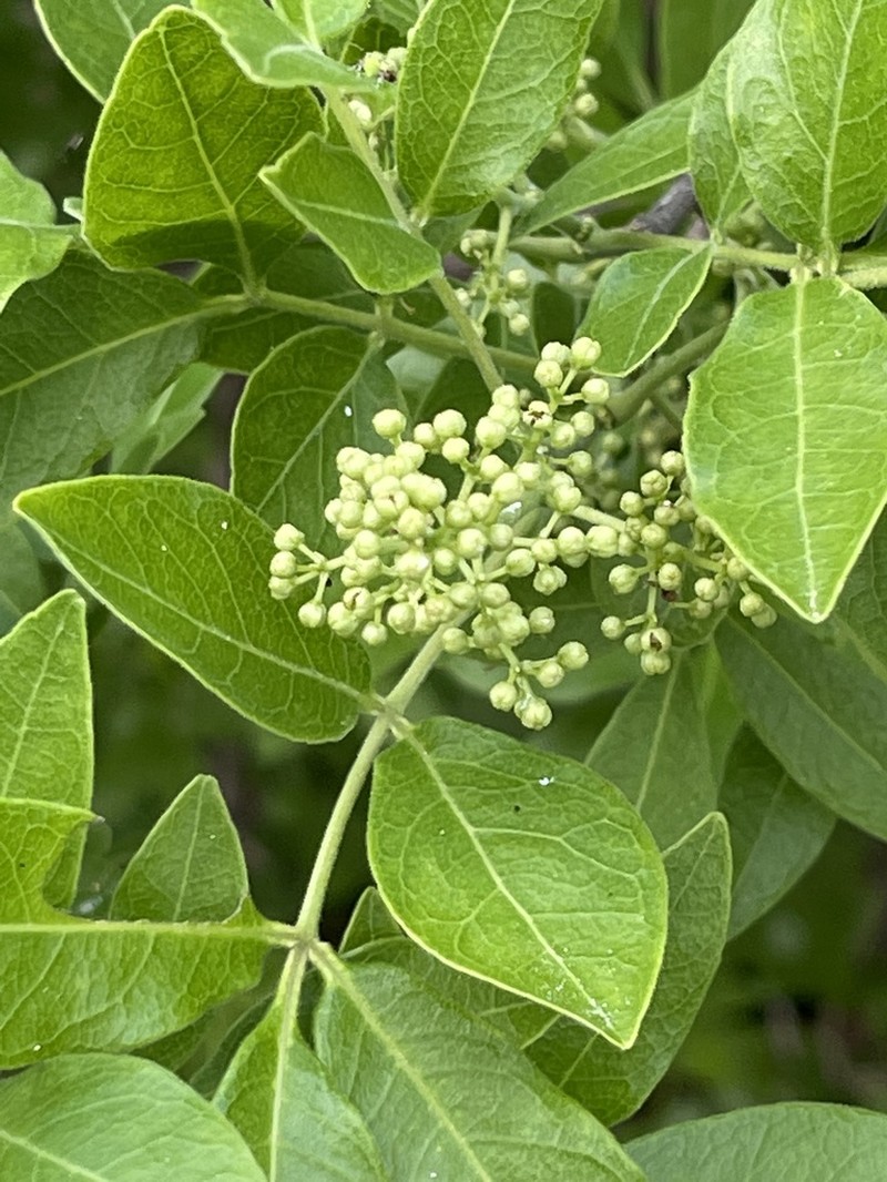 Rhus tepetate photo 5