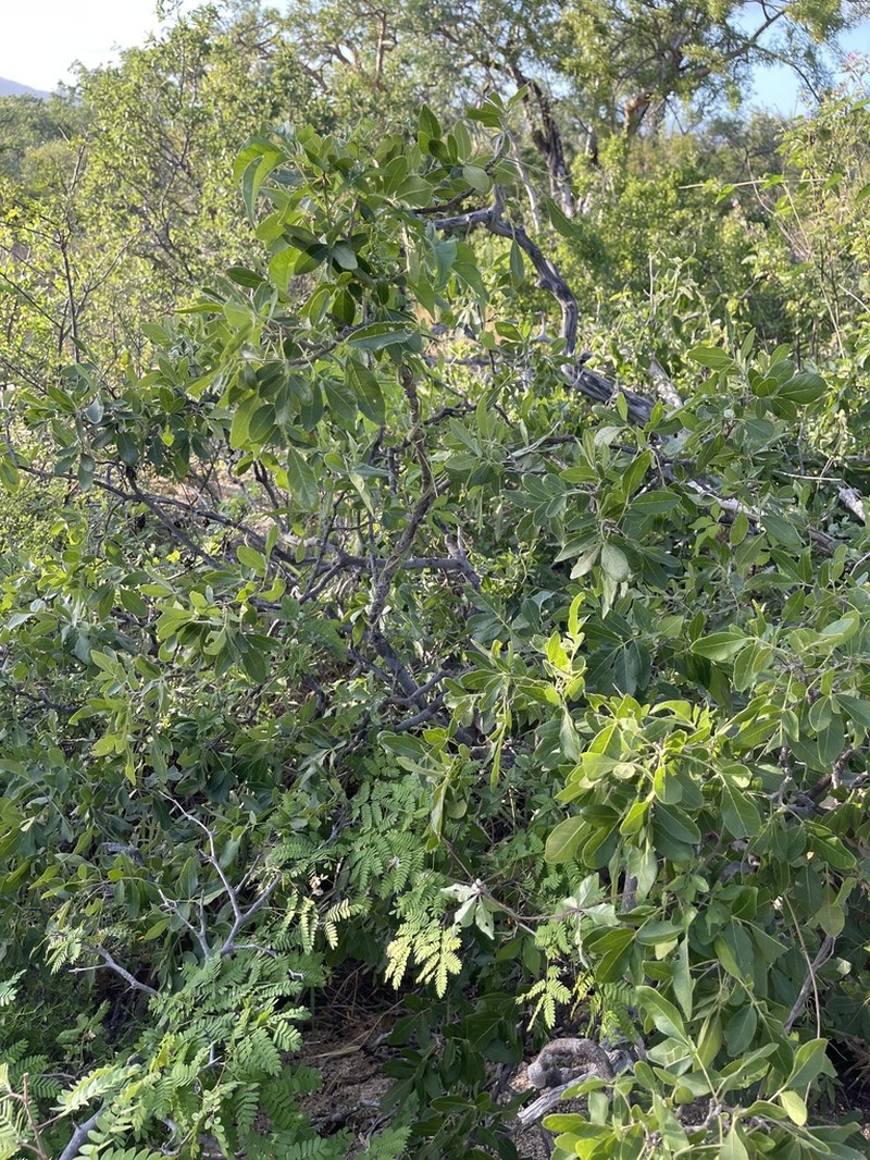 Rhus tepetate photo 6