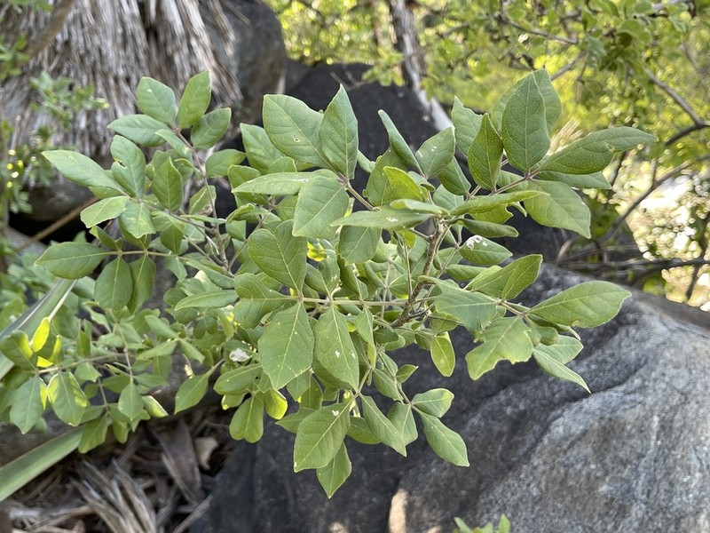Rhus tepetate photo 7